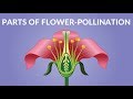 Parts Of Flower Pollination Video Video For Kids