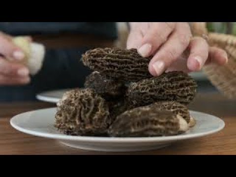 How to Cook Morel Mushrooms | Fresh & Wild