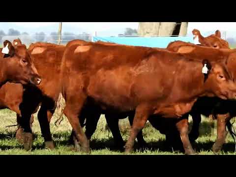 VAQ MAS COLO COMPLETO