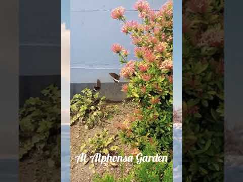 Beautiful Butterflies// At Alphonsa Garden//