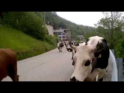 Val di Ala transumanza 2016