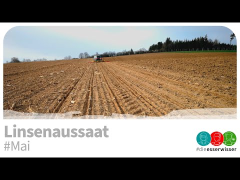 #Mai: Linsenanbau