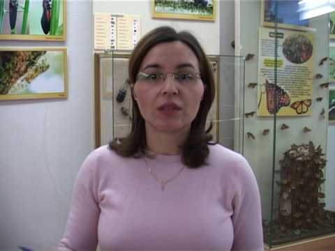 31.01.2017 / Ştire Etv - RAȚE AMORȚITE DE GER ȘI FOAME!