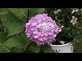 WK14 SummerShrubs 2021