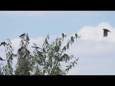Stock Video - Tree Swallows perched on branches