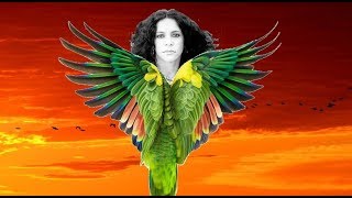 PASSARINHO GAL COSTA