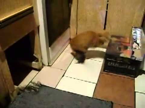 Real Life Tom & Jerry