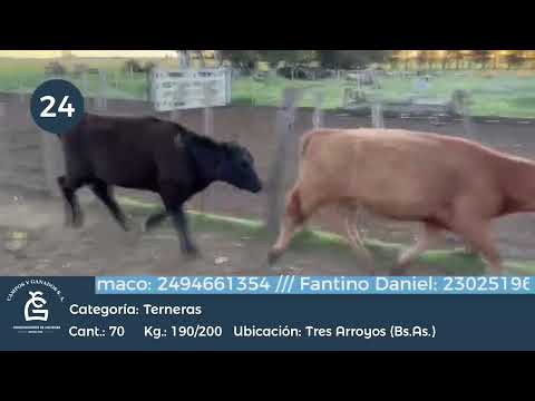 Lote Hembras - Tres Arroyos Bs As