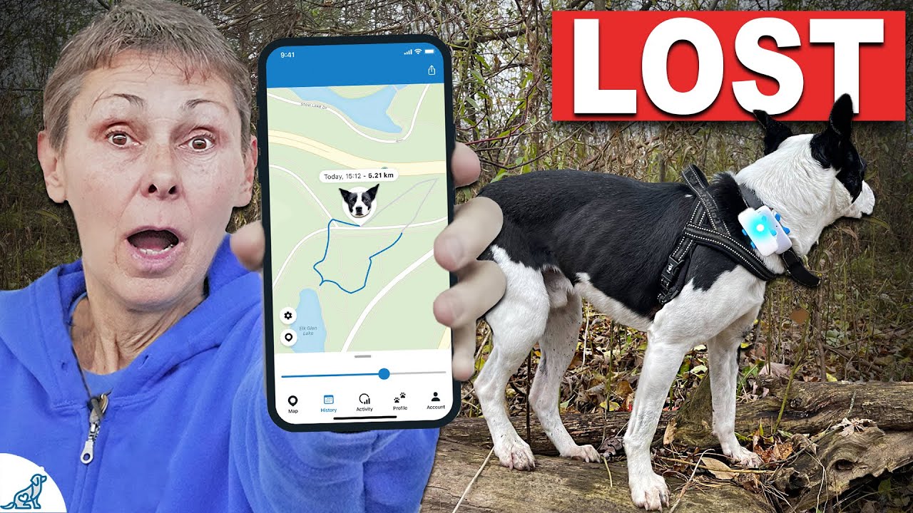 Will A GPS Dog Collar ACTUALLY Find My Stolen Dog 🔍 🌎