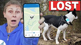 Will A GPS Dog Collar ACTUALLY Find My Stolen Dog 🔍 🌎