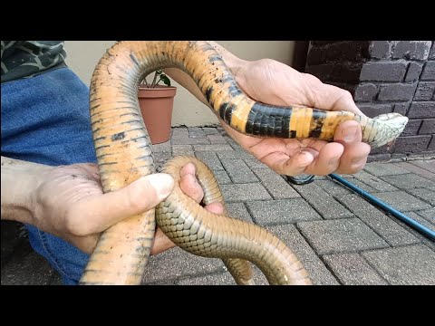 SPITTING COBRA SEASON AGAIN!!!