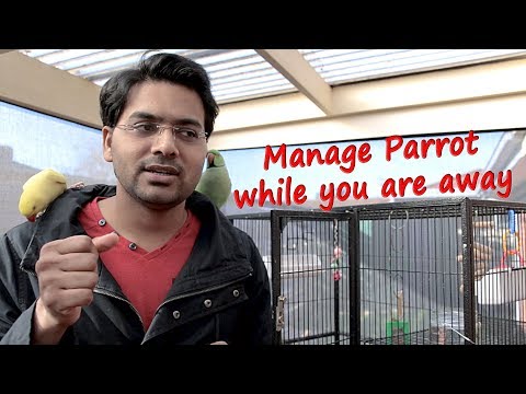 YouTube video about: Where can I leave my bird while on vacation?