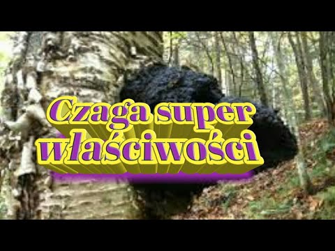 383. Czaga Huba Sprawdź Co Potrafi