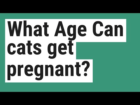 What Age Can cats get pregnant?