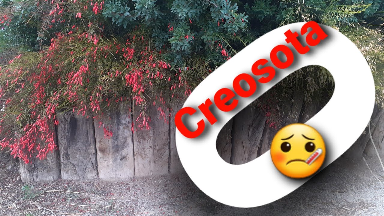 Watch Traviesas de Tren y Ferrocarril para Jardín Now Traviesas de Tren y Ferrocarril para Jardín