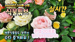 2025년 12월 3일 실시간방송으로 예쁜식물들 시청하시면서 힐링타임 되세요 #양재꽃시장 #식물튜브 #식물아…