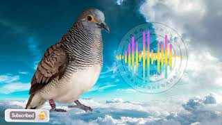 Download lagu Suara Perkutut Bali | cocok untuk masteran atau pancingan mp3