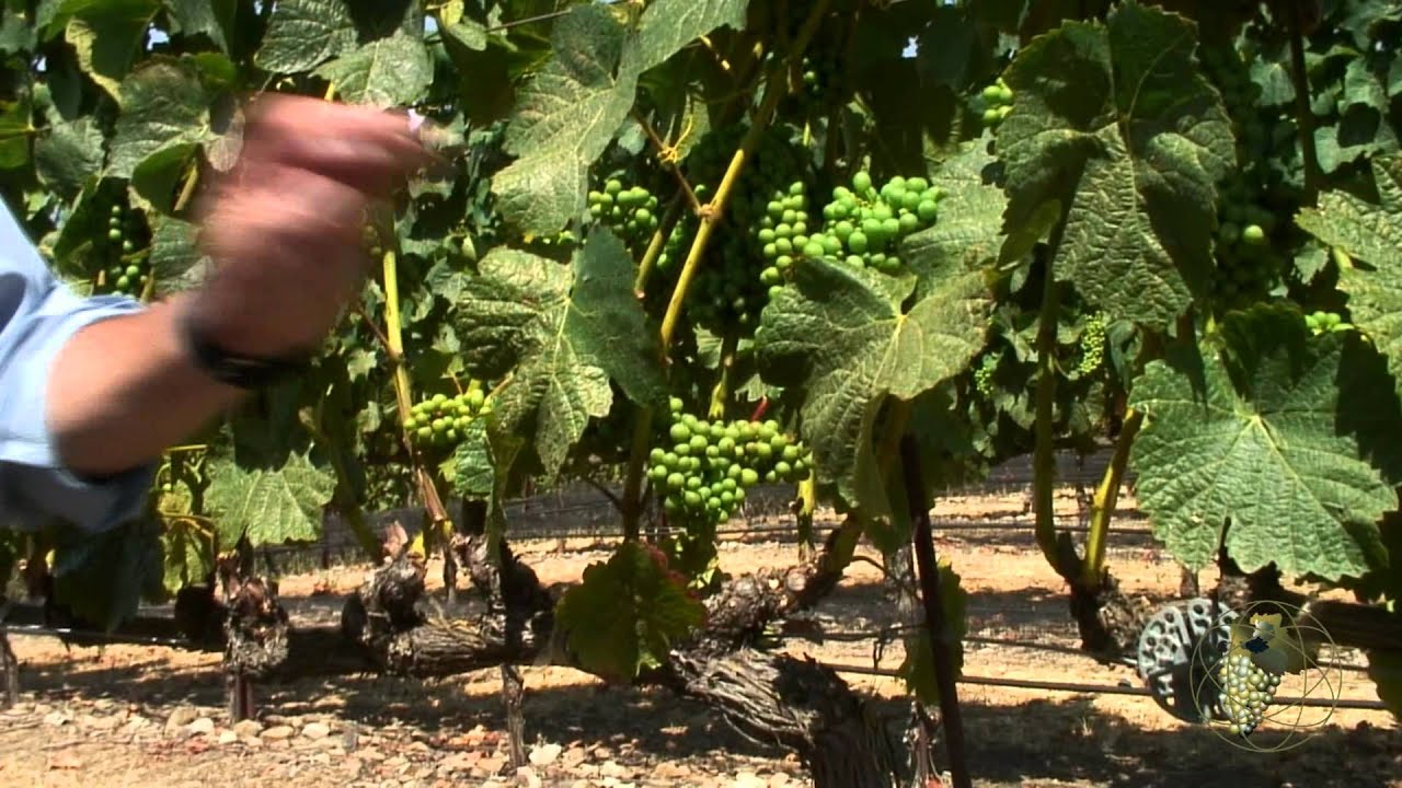 Atlas Vineyard Management Viticulture