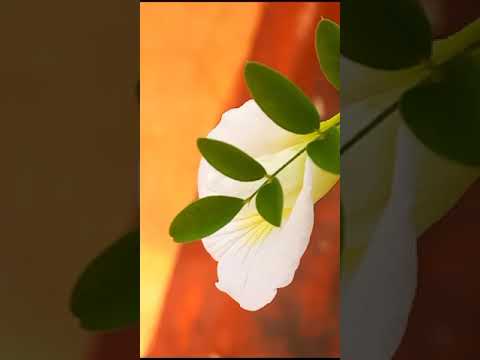 A lot of flowers bloomed in terrace -- butterfly pea blue and white.