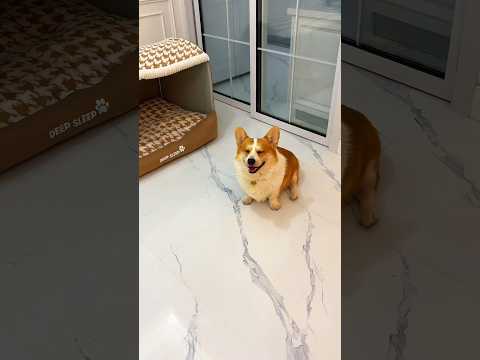 Anjing nakal ini tau yang dia suka 🐶❤️ #shorts