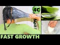 4C Hair -  Extreme Overnight Aloe Vera Treatment for Massive Hair Growth | Grow Long Hair Fast