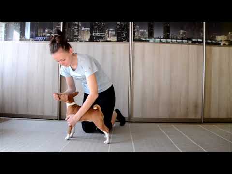 Basenji girl. INTISARA'Z Delight Polaris.