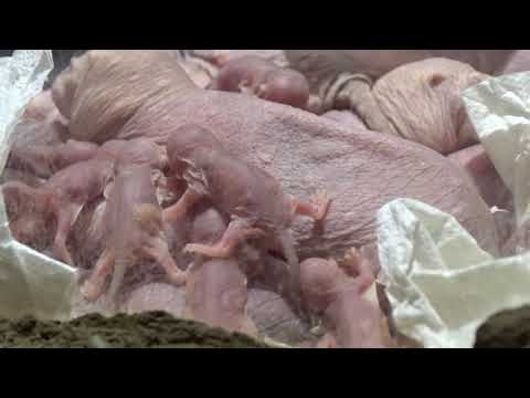 Zahlreicher Nachwuchs bei Nacktmulle im Tierpark Berlin