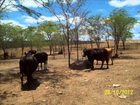 O ACORDAR DO SERTANEJO TOADA DE VAVA MACHADO E MARCOLINO