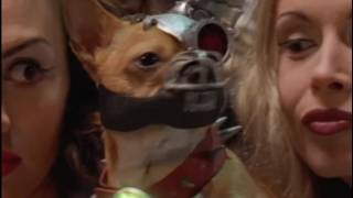 Los Luchadores. Bad to the bone.