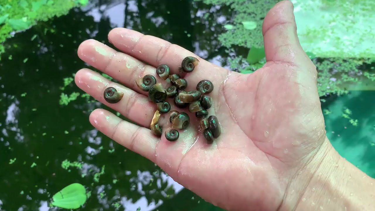 【夏祭り屋台】人生初の金魚すくいやってみたら...まさかの結果 Guppies, Mollies, Swordtail, Platys etc.