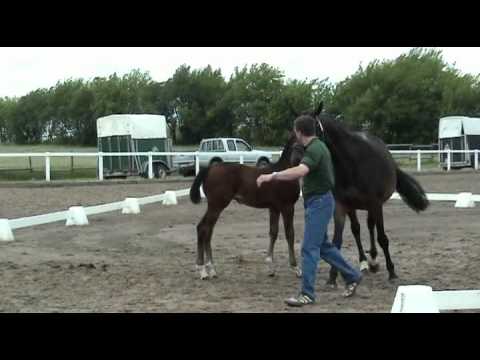 Monte Bellini-Cornet Obolensky Hengst * 2011