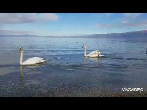 Mjellma - Simbol Poradecar