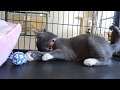 Randi Female Gray Tux