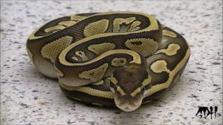 Showing off some Beautiful Ball Pythons