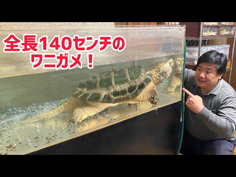 マクロシェリス・テミンキ