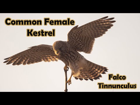 Common Kestrel 4K — hovering and perched