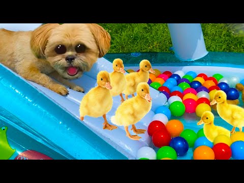 Un chien et des canetons qui dévalent le toboggan dans un parc aquatique.