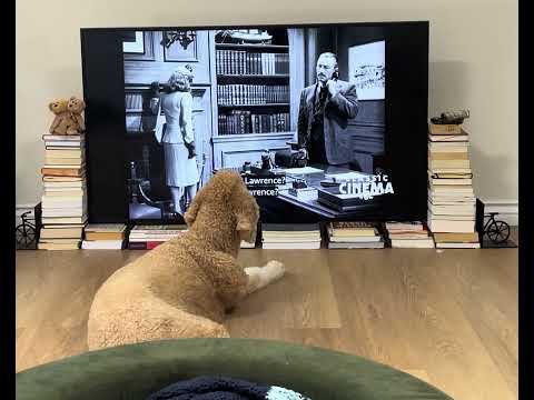 (Mostly) Eleanor Watching The Falcon in San Francisco (1945)