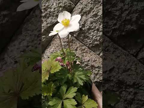 園芸 ウッドアネモネ、アネモネ・シルヴィ