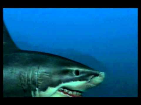 Endless Ocean Blue World - Thanatos Appears