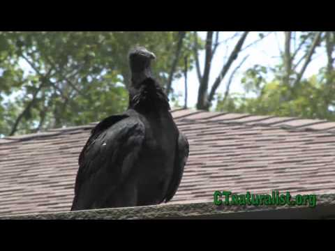 Black Vulture - crashes picnic (Note correction below)