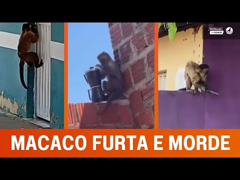 Moradores são furtados e mordidos por macaco na cidade de Viçosa