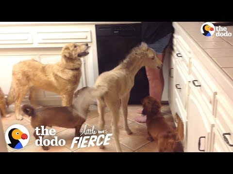 Mini-Horse Grows Up With Dogs