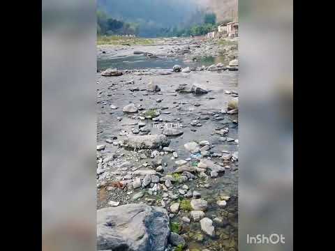 Persian cats in middle of the river in rishikesh