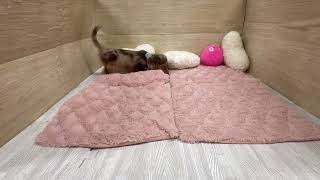 カニンヘンダックスフンドの動画01