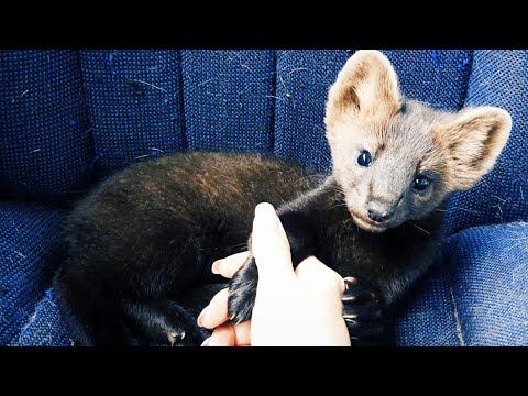 To Save A Sable And Embrace The Challenge Of Care