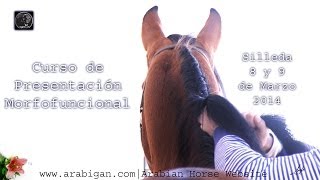 preview picture of video 'Curso de presentación morfofuncional de caballos árabes y Españoles en Silleda'