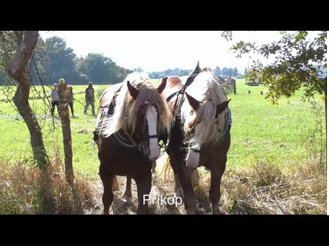 Den Českého lesa 2021   2 část