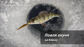 Ловля окуня зимой на пилькер