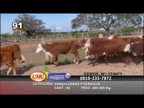 Lote 50 Vaquillonas P/ entorar en Ituzaingó, Corrientes